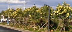 Zhang_Zhiming_Beijing_Gold_BIM_CUI