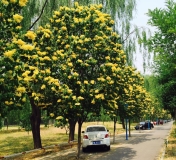 Zhang_Zhiming_Beijing_Gold_Beijing_FMQi