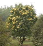 Zhang_Zhiming_Beijing_Gold_IBCAS_CUI_2