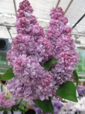 Zhdi_Menya_201905_MN_1