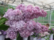 Zhdi_Menya_201905_MN_2