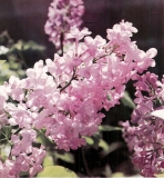 Zhemchuzhina_2001_England_CC