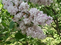 Zhemchuzhina_20180523_RAS_MLD