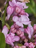 Zhemchuzhina_20240412_MLD_MLD_2