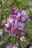 Zhemchuzhina_BP_MW_1