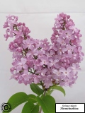 Zhemchuzhina_LNT