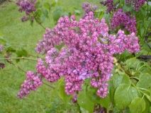 Znamya_Lenina_2003_HP_MM__DM_3