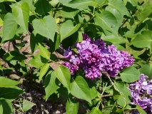 Znamya_Lenina_20170523_RBG_MLD_3