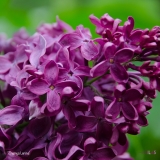 Znamya_Lenina_2019_LM_CF