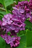 Znamya_Lenina_20200518_MLD_MLD_3