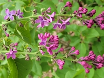 Znamya_Lenina_20210425_MLD_MLD_4