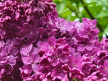 Znamya_Lenina_20220503_MLD_MLD_3