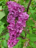 Znamya_Lenina_20220503_MLD_MLD_4