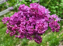Znamya_Lenina_20220503_MLD_MLD_5