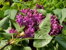 Znamya_Lenina_20230422_MLD_MLD_2