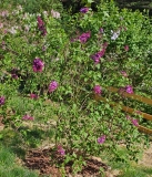 Znamya_Lenina_20240420_MLD_MLD