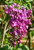 Znamya_Lenina_20240420_MLD_MLD_2