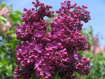 Znamya_Lenina_CH_2