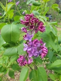 Zulu_20220528_KA_MLD