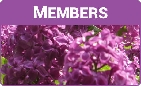 International Lilac Society