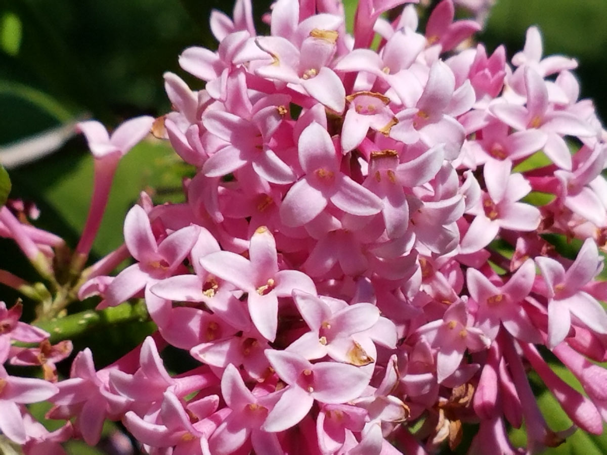 International Lilac Society - bright pink lilacs