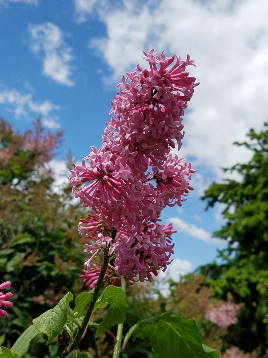 International Lilac Society - pink lilacs