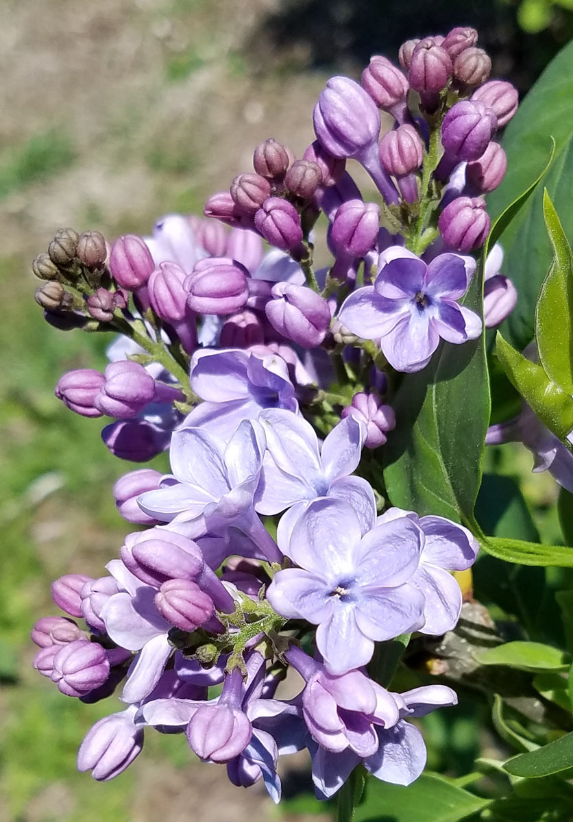 International Lilac Society - purple lilacs