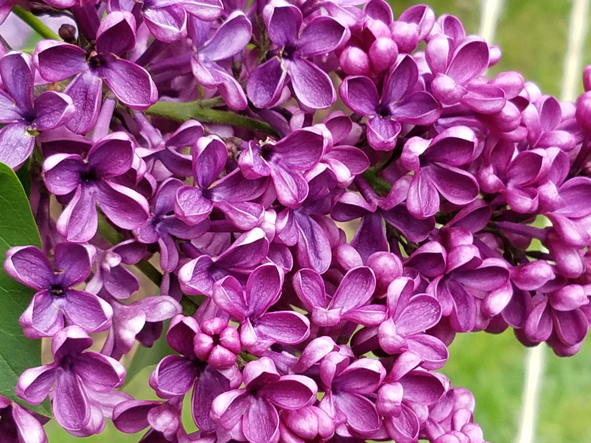 International Lilac Society - up close dark pink lilacs