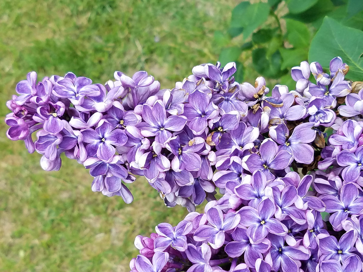 International Lilac Society - purple lilacs