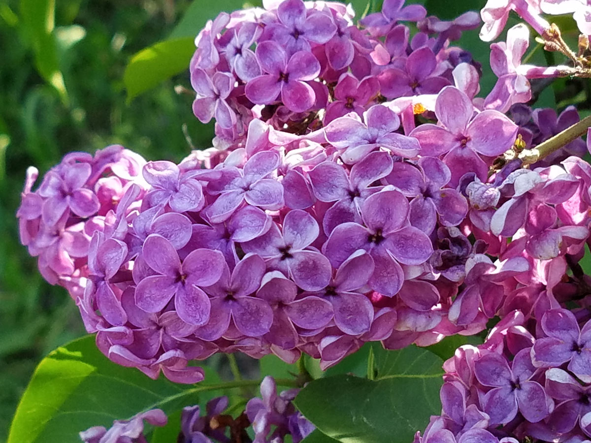 International Lilac Society - dark pink lilacs