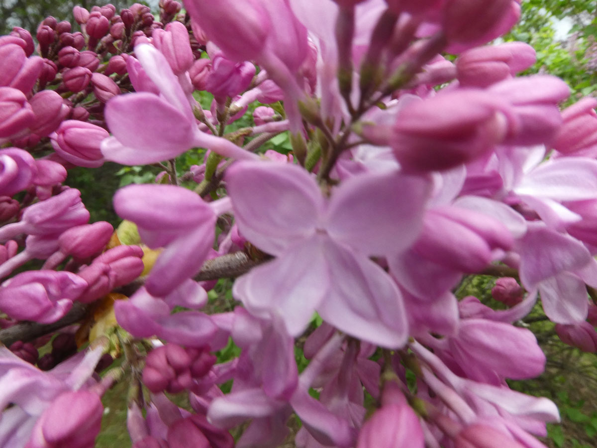 International Lilac Society - pink lilacs