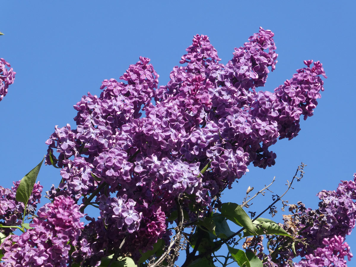 International Lilac Society - purple lilacs