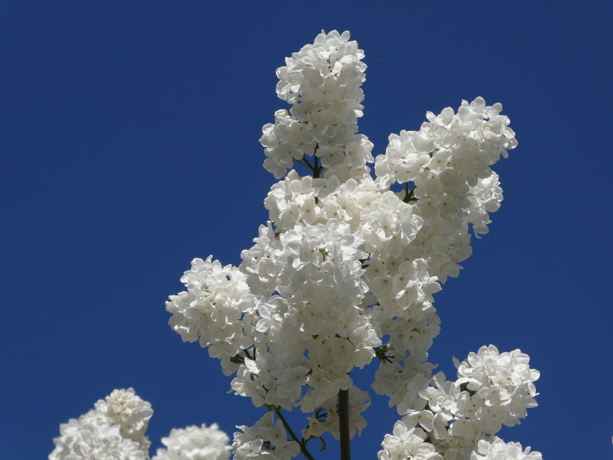 International Lilac Society - white lilacs