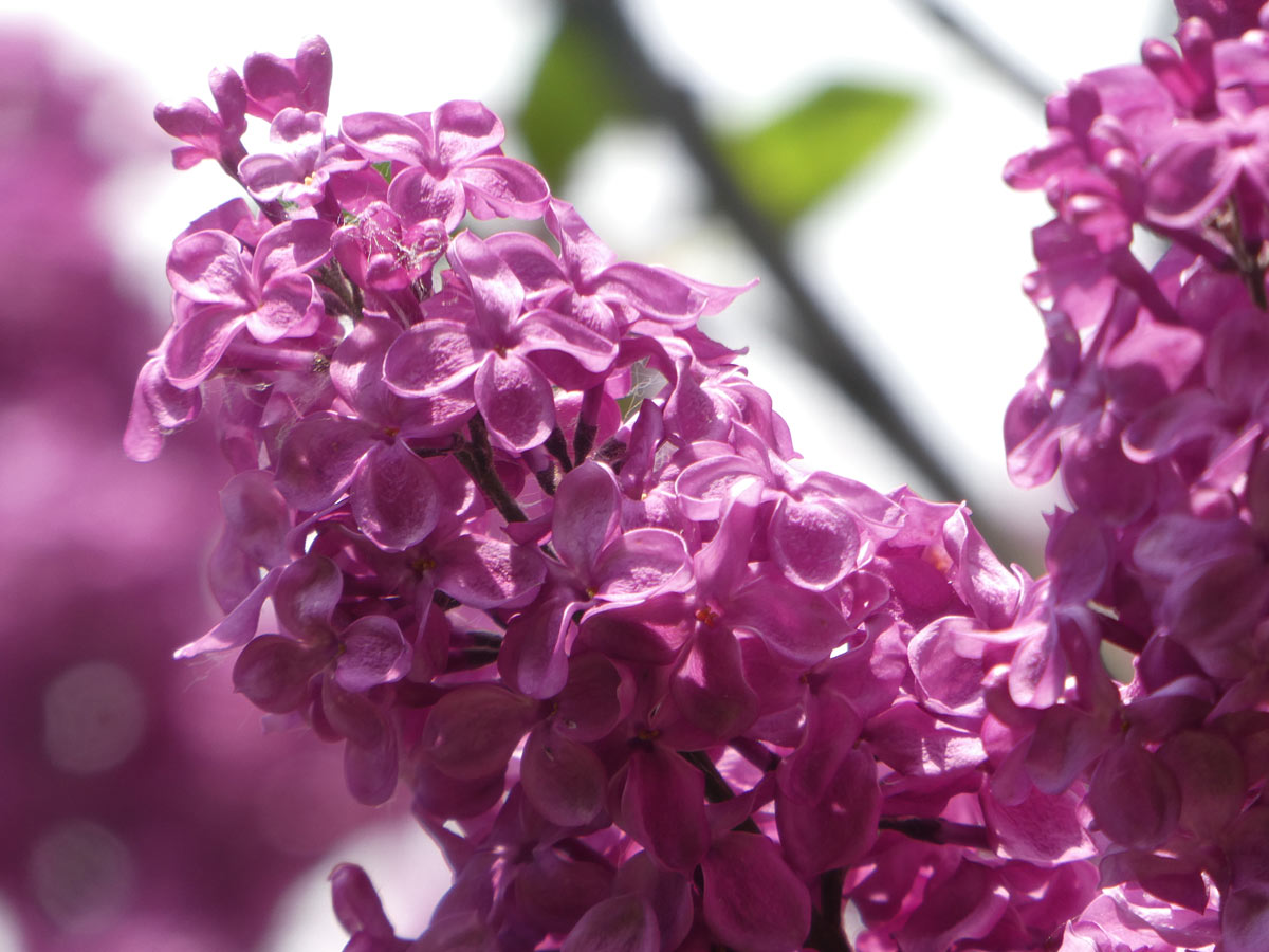 International Lilac Society - dark pink lilacs