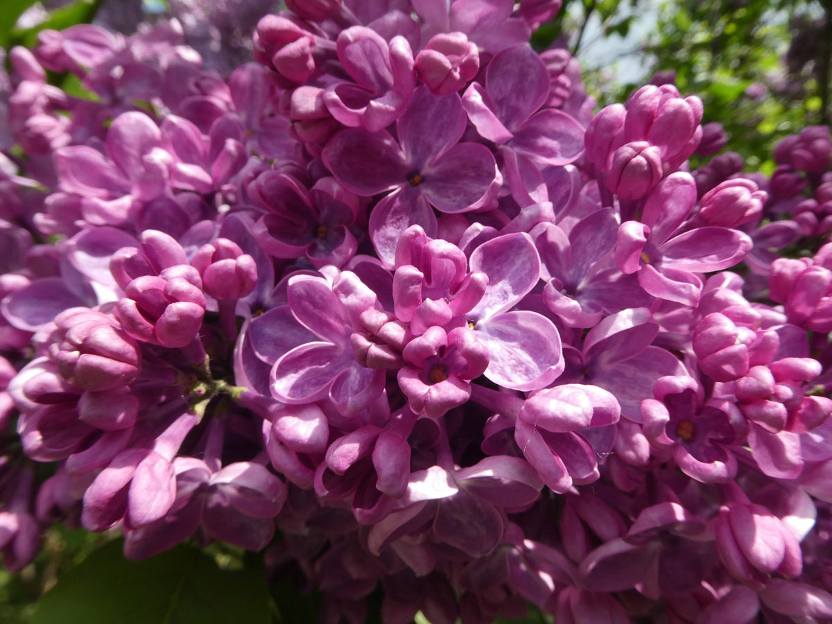 International Lilac Society - pink lilacs