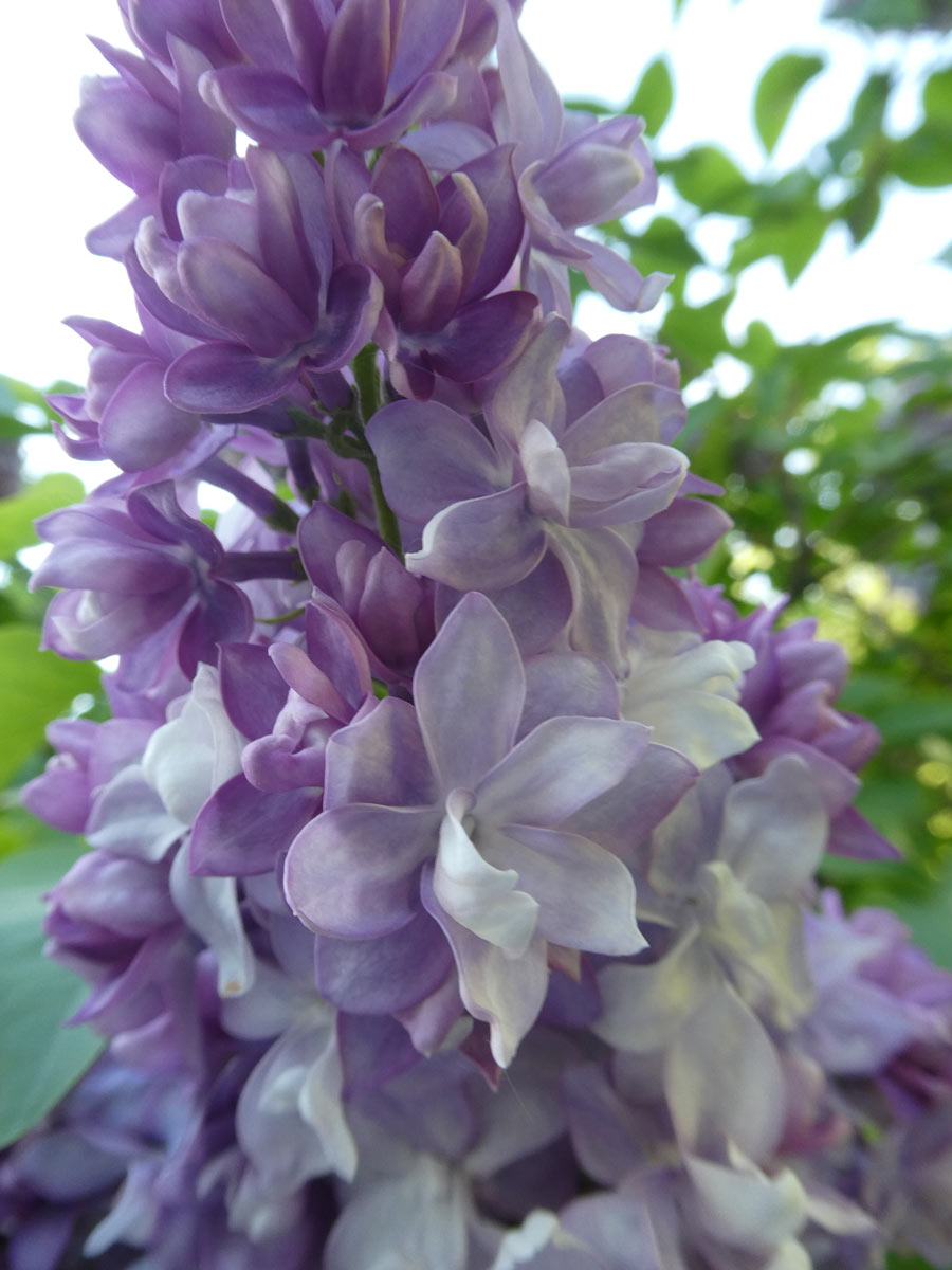 International Lilac Society - purple lilacs