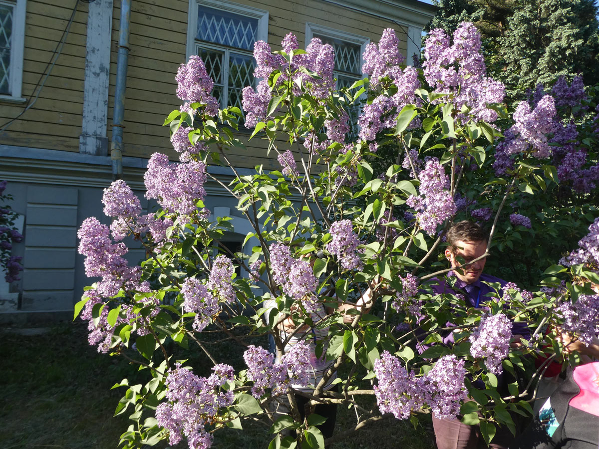 International Lilac Society - purple lilacs