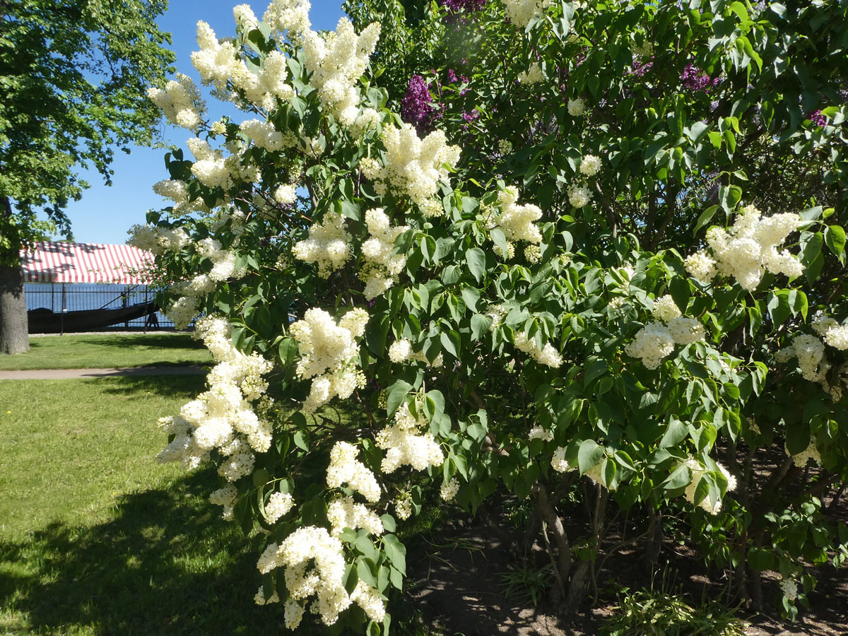 International Lilac Society - white lilacs