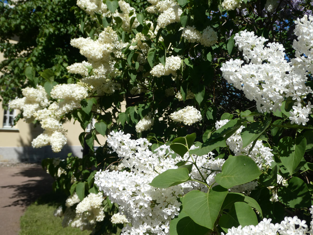 International Lilac Society - small white lilacs