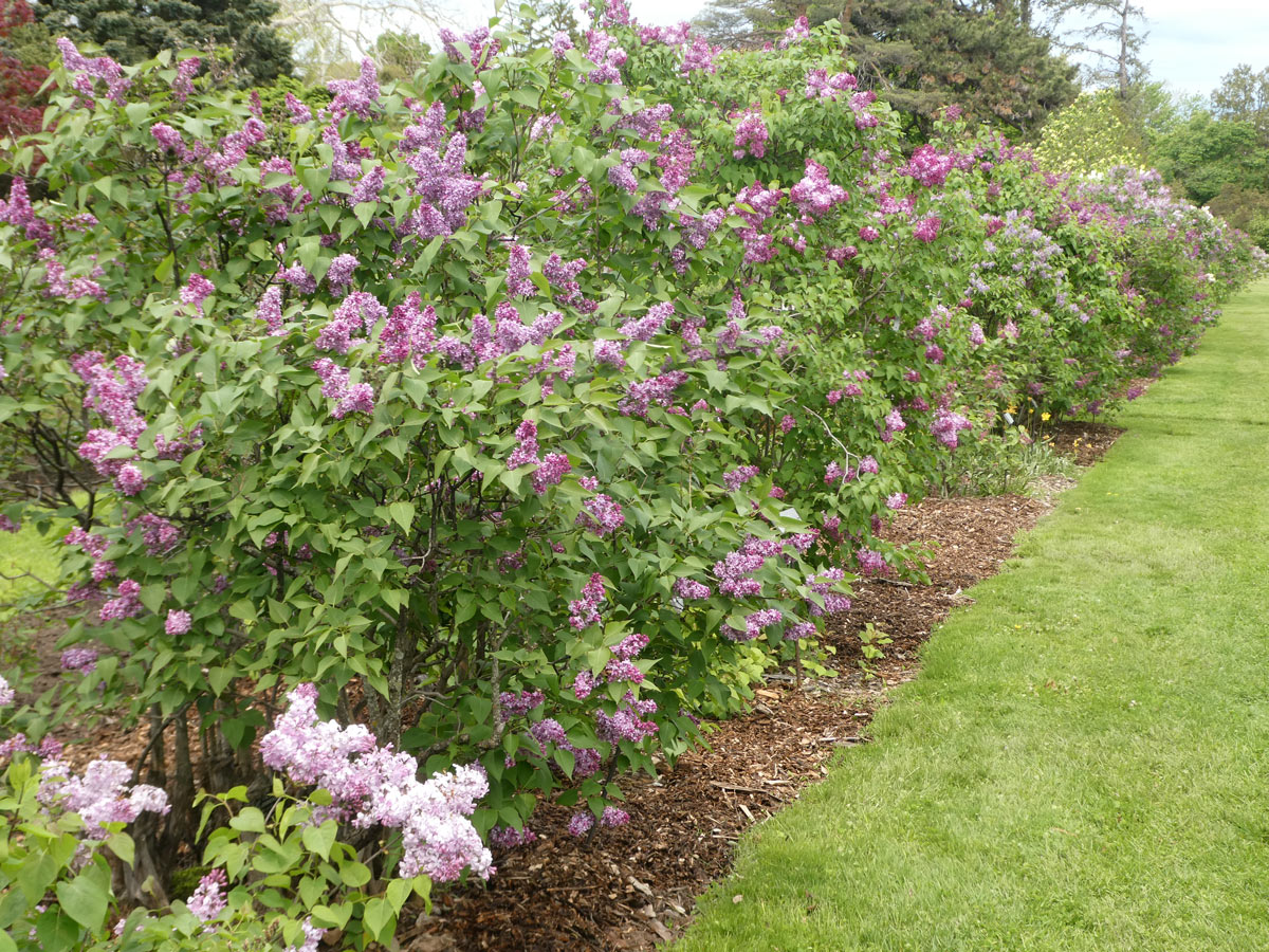 International Lilac Society - lilac bushes