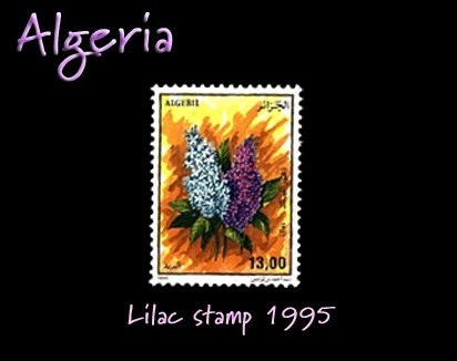 Algeria lilac stamp
