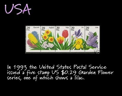 USA lilac stamp